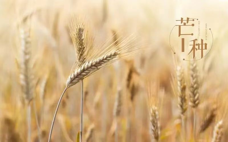 人間好時節(jié)丨芒種